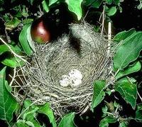 Image of: Tyrannus tyrannus (eastern kingbird)