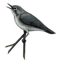 Image of: Zosterops modestus (Seychelles grey white-eye)