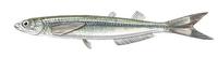 Image of: Leuresthes tenuis (California grunion)