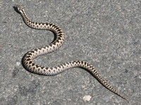 Vipera berus - Adder