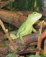 Basiliscus plumifrons - Green Basilisk