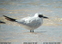 Gull-billed Tern - Gelochelidon nilotica