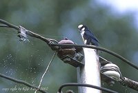 White-fronted Falconet - Microhierax latifrons