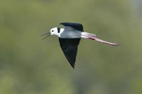 Black winged Stilt