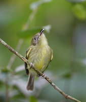 Southern Bentbill (Oncostoma olivaceum) photo