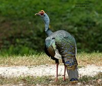 Ocellated Turkey - Meleagris ocellata