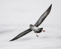 Pink-footed Shearwater (Puffinus creatopus) photo
