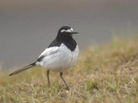 Japanese Wagtail (Motacilla grandis) photo