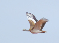 Great Bustard (Otis tarda) photo