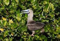 Red-footed Booby (Sula sula) photo