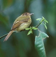 Sepia-capped Flycatcher (Leptopogon amaurocephalus) photo