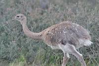 Darwin's Rhea (Pterocnemia pennata)