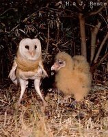 Australasian Grass-Owl - Tyto longimembris