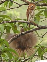 Central American Pygmy-Owl - Glaucidium griseiceps