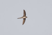 Fork-tailed Palm-Swift - Tachornis squamata