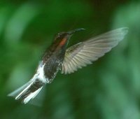 Black Jacobin - Florisuga fuscus