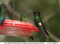 Buff-winged Starfrontlet - Coeligena lutetiae