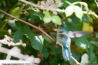 Juan Fernandez Firecrown - Sephanoides fernandensis