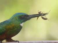 Green-tailed Jacamar - Galbula galbula