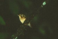 White-throated Spadebill - Platyrinchus mystaceus