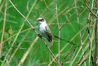 Fork-tailed Flycatcher - Tyrannus savana