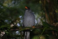 Black-faced Solitaire - Myadestes melanops