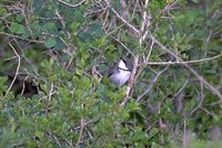 Bar-throated Apalis - Apalis thoracica