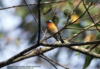 Mugimaki Flycatcher - Ficedula mugimaki