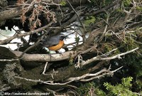 White-throated Robin - Irania gutturalis