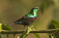 Mariqua Sunbird - Cinnyris mariquensis