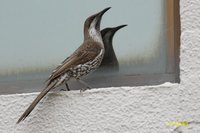 Little Wattlebird - Anthochaera lunulata