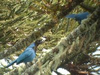 Azure Jay - Cyanocorax caeruleus