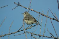 Lucy's Warbler - Vermivora luciae