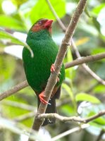 Grass-green Tanager - Chlorornis riefferii