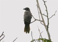 Black-headed Saltator - Saltator atriceps