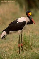 Saddle-billed Stork