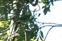 Brassy-breasted  tanager   -   Tangara  desmaresti   -