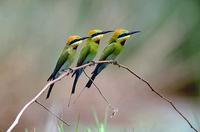 Rainbow bee-eater