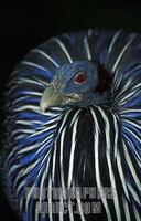 Vulturine guinea fowl , Acryllium vulturinum , Samburu National Reserve , Kenya stock photo