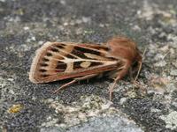 Antler Moth