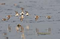 Dunlin C20D 03042.jpg