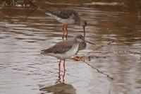 Tringa erythropus , 학도요 - Spotted Redshank