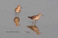 Sharp-tailed Sandpiper