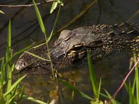 American Alligator