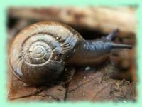 Aegopinella nitidula (Draparnaud,