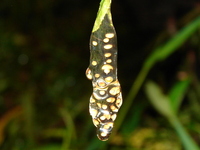 : Dendropsophus berthalutzae; Bertha's Treefrog