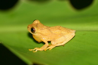 : Dendropsophus leali; San Carlos Treefrog