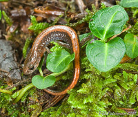 : Plethodon serratus; Southern Red-backed Salamander