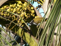 : Entomyzon cyanotis; Blue-faced Honeyeater