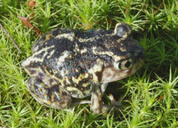 : Scaphiopus holbrookii; Eastern Spadefoot